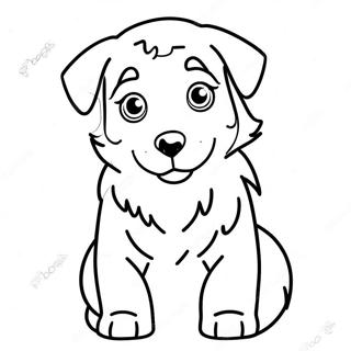 Mila Shchenia Avstraliiskoyi Ovcharki Rozmalovka 110883 47342