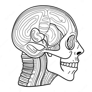 Rozmalovka Anatomiyi 69119-15127